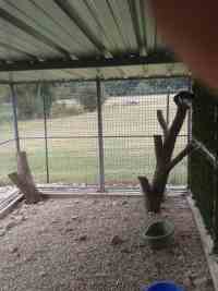 Courette extérieure du box commun chat